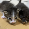 ミルクで育て中⭐︎オス2メス2兄妹 サムネイル4