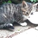 公園で見つけた子猫