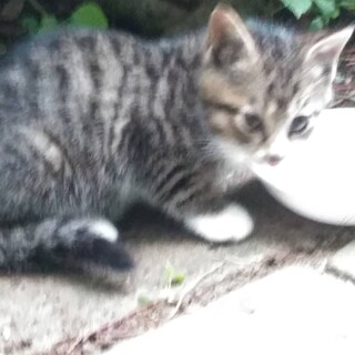 公園で見つけた子猫