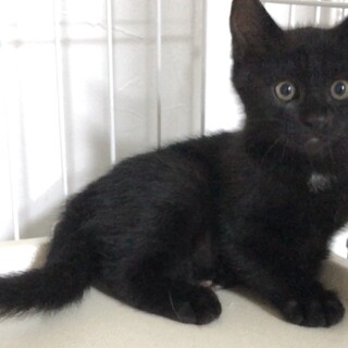 ふわふわの綺麗な毛並み！イケメン黒猫くん♂