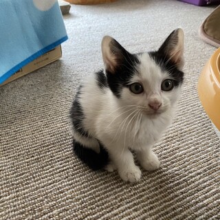 白黒、富士額の男の子♂生後、約2ヶ月過ぎ