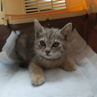 グレーのキジオスくん2ヶ月半！