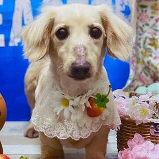 寂しがり屋で人見知りな椎菜（しいな）ちゃん