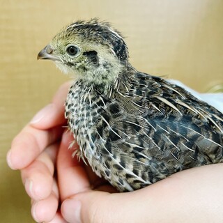 うずら　2022.5.23生まれ！里親募集