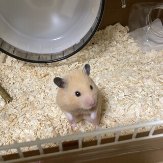 キンクマハムスターの里親募集
