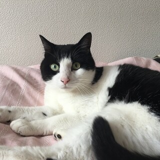 カンロとたくさん遊んでくれる家族を待ってます