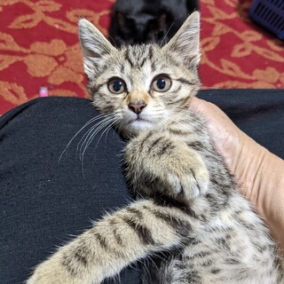 かわいいキジトラちゃん