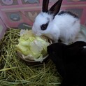 ミニウサギの男の子2羽里親募集です