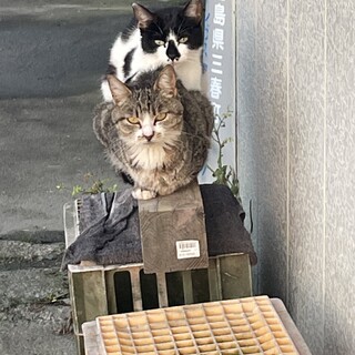 至急　里親募集です！