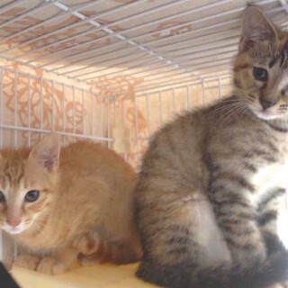 2022年6月15日入所茶トラと麦わらキジトラ