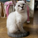 2.5ヶ月の子猫！美形の白猫ちゃん♪