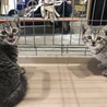 キジトラズ、ご飯ぺろり