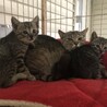 左からサード、母猫の煮豆さん、ファースト
