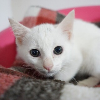 【ちねん】おかげさまで里親様が決まりました。