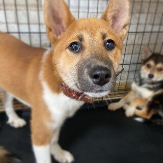 甘えん坊✴︎ぷー子ちゃんの家族を探してます。