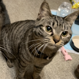 らら　キジトラ　1歳　メス