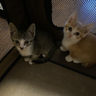 ♡里親募集♡English available