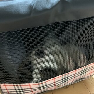 黒コギちゃん3ヶ月