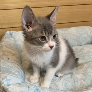 【グッピー】おかげさまで里親様が決まりました。