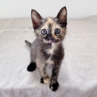 サビ仔猫　パルテノちゃん 里親様募集