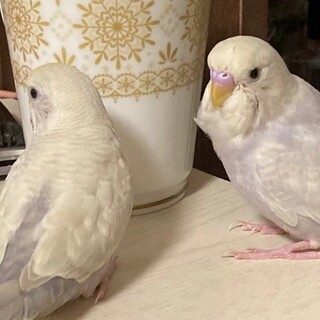 ライラックの番