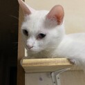 保護猫の里親さんを募集いたします