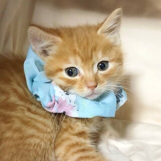 可愛い茶トラの男の子♡ミズオくん