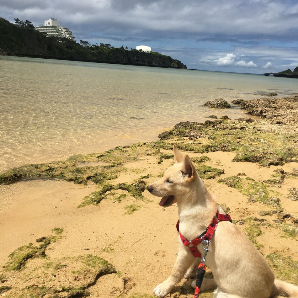 イチのカバー写真