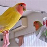 コザクラインコの里親募集 サムネイル2