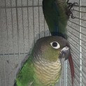 ホオミドリアカオウロコインコ