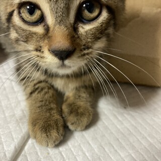 ふっくらお腹の優しい男の子♪ジジくん