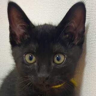 【6/19東日本橋】寂しがりやのきいろくん♡3ヶ月