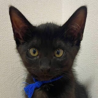 【6/19東日本橋】おっとり男子♡あおくん