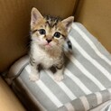 人が大好きなオスの子猫です