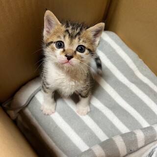 人が大好きなオスの子猫です