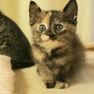 スローロリスみたいな可愛い子猫♀お膝大好き550ｇ