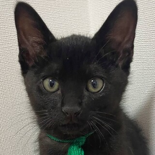 【6/19東日本橋】イケメン子猫♡みどりくん