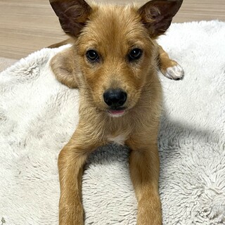 人なつこい甘えん坊★ヒビキ君4ヶ月