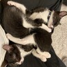おうちに来て2週間、だいぶ慣れてくれて甘えてくるようになりました。