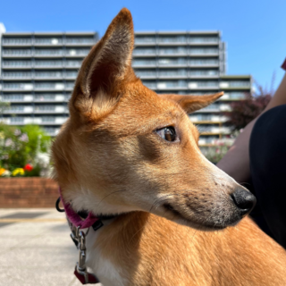 MARK・バセンジーかもしれない？男の子