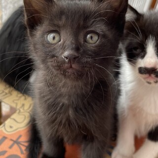 1ヶ月半くらいの黒猫ちゃんです☆