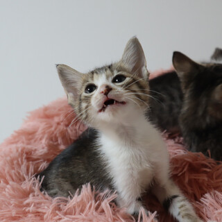 殺処分寸前　どうか命を救ってください