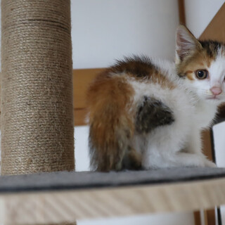 ふんわりタレ目なミケ