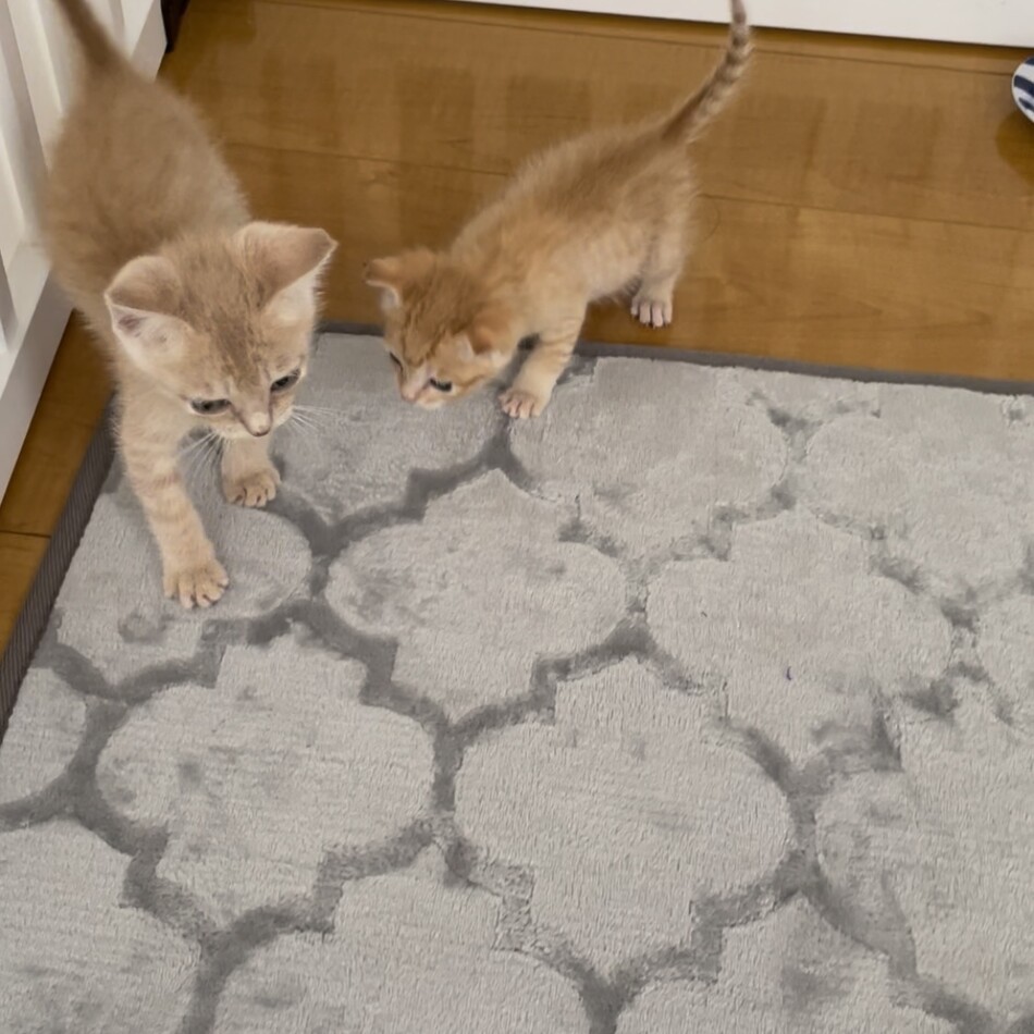 翠（すい）のカバー写真