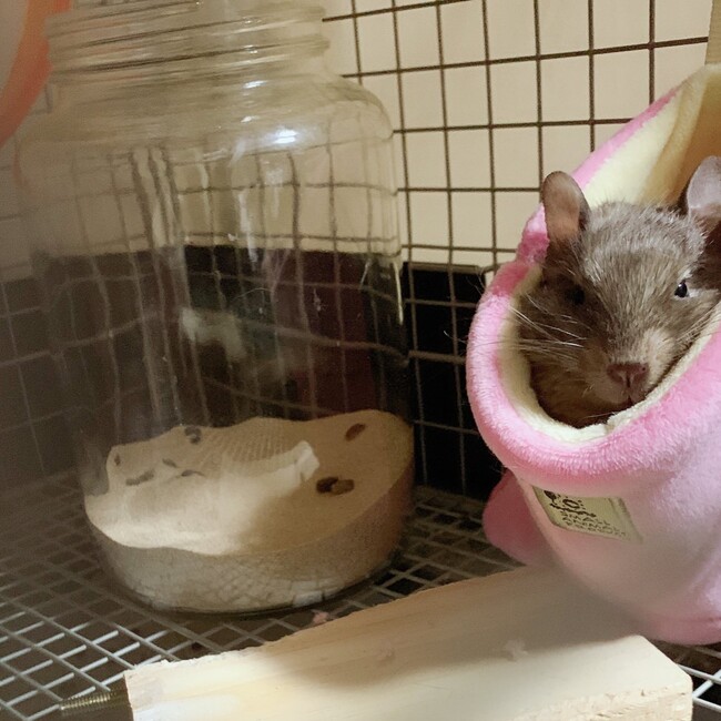 にありのカバー写真
