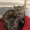キジトラだんご三親子