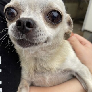 スムースチワワの女の子