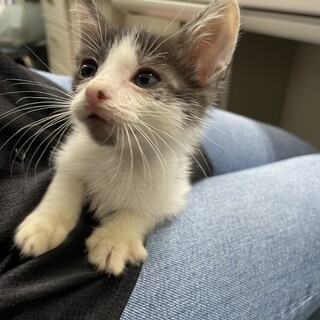 一旦保護されたが翌日元の場所に戻された子猫