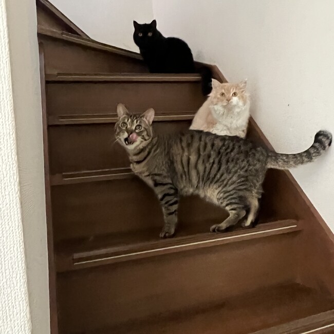 Zappのカバー写真