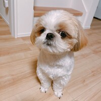 トマト